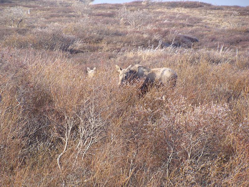 Alaska 2008 036.jpg